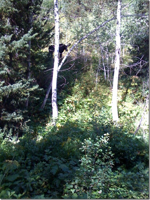 Moose