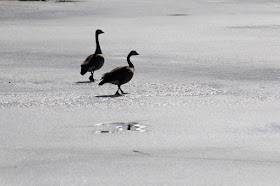 Canada geese returning early