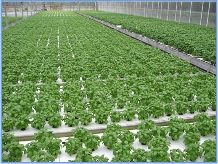 on the Urban Fringe: Farm Calls: A Grower Questions Why Hydroponics ...