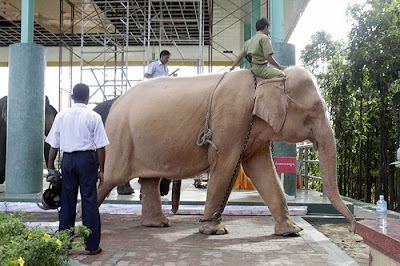 Rare Albino Elephant | White Elephant Picture Seen On  lolpicturegallery.blogspot.com