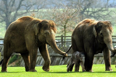 Extremely Dangerous Animals pictures ELEPHANTS