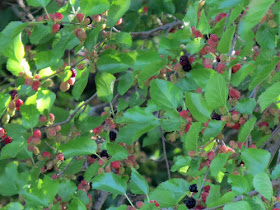 mulberry fruits