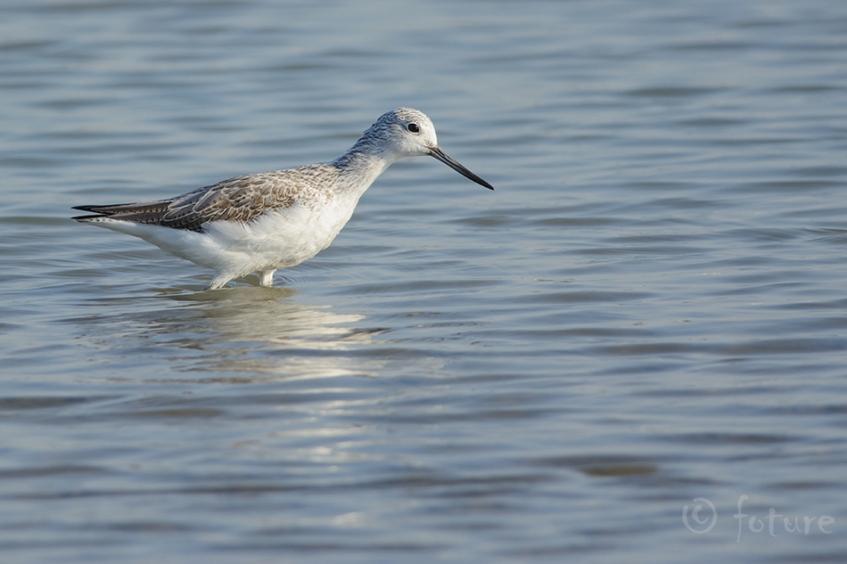 Heletilder, Tringa nebularia, Common greenshank, Greater, tilder, kurvits