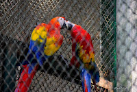 Scarlet Macaw  at Bannerghatta National Park, #traveldiary1234