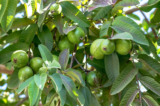 Benefits of Guava Leaves and Fruit: Heart, Diabetes, Skin