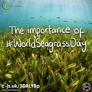 Underwater field of seagrass with a school of fish swimming above it, and the caption 'The importance of #WorldSeagrassDay