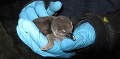 penguinchick