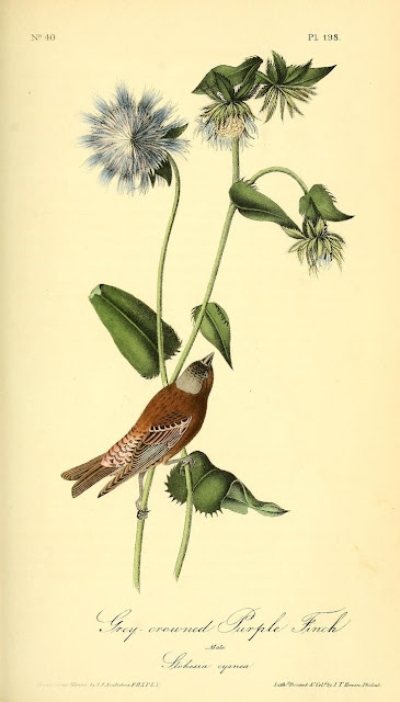 Audubon Bird Drawings