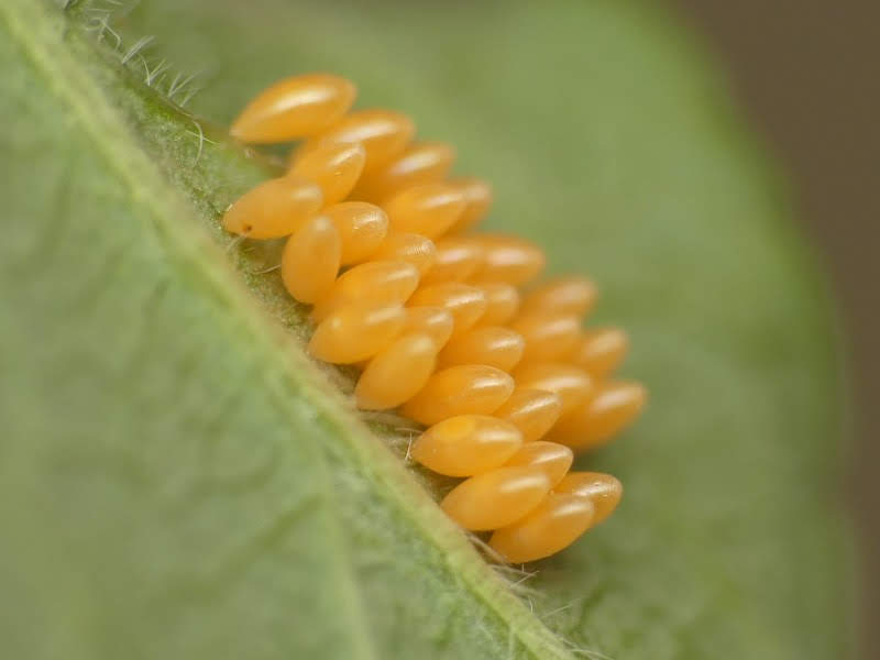S こんちゅーぶ 卵塊から孵化するナミテントウ一齢幼虫 60倍速映像