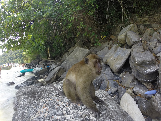 Wild Monkeys at Phi Phi Island