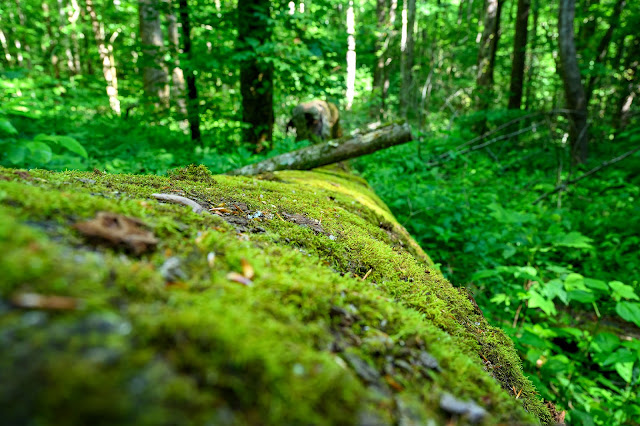 Joyce Kilmer Memorial Forest