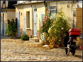 carré à la fontaine Versailles roses trémières hollyhocks