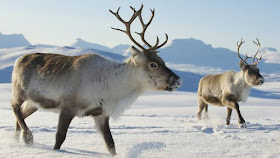 Two reindeer