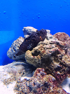 Manila Ocean Park's The Reef