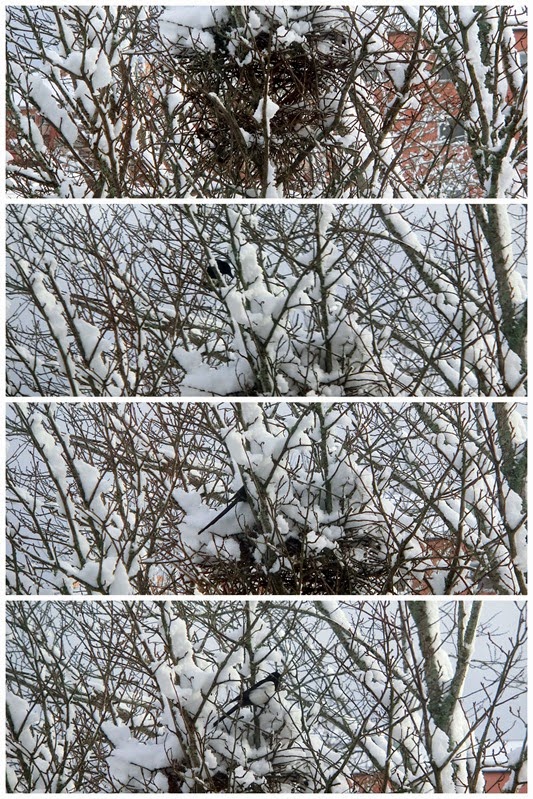 2015-01-30 magpie