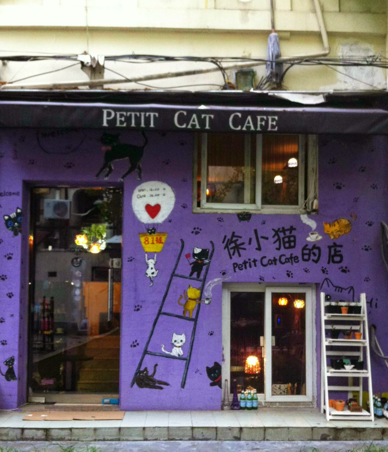  Cute  Shanghai Petit Cat  Cafe 