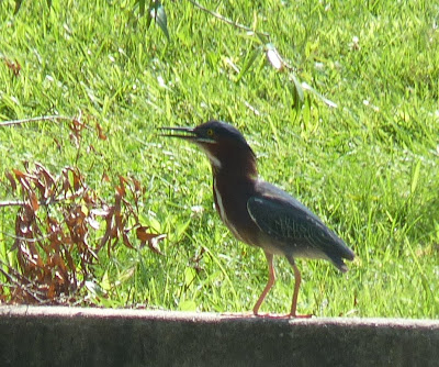 green heron