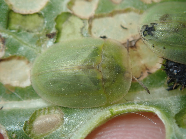 Cassida deflorata