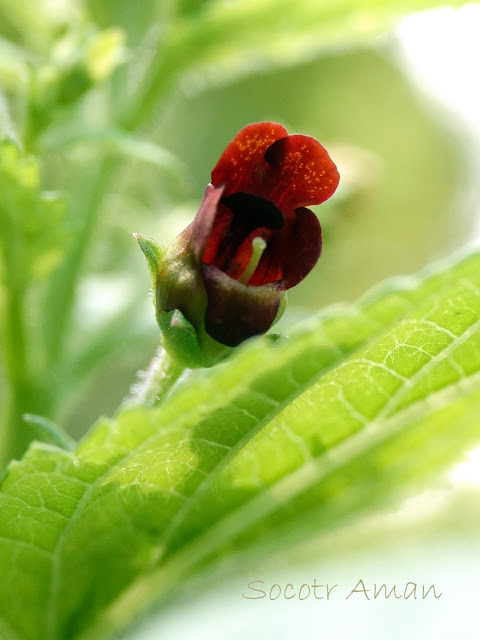 Scrophularia kakudensis