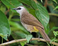 Burung Trucukan atau Jogjog