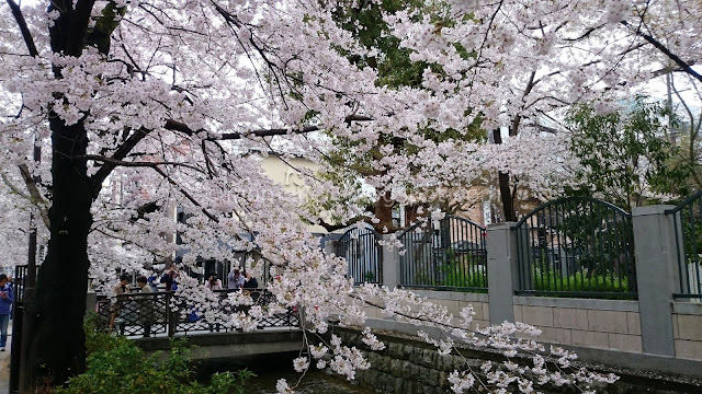 Japan cherry blossoms