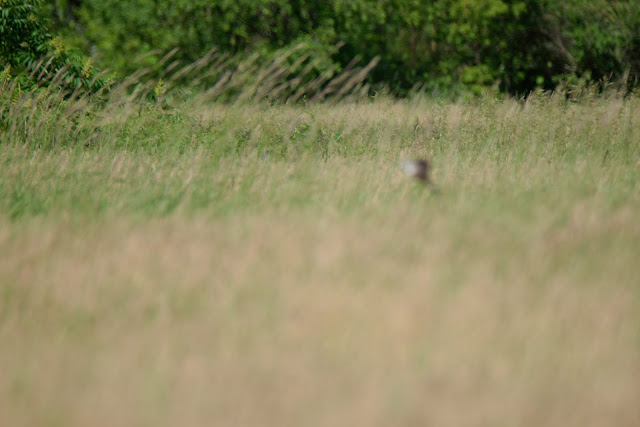 Blurry photo of a scissor-tailed flycatcher at Marie Curtis Park in Mississauga