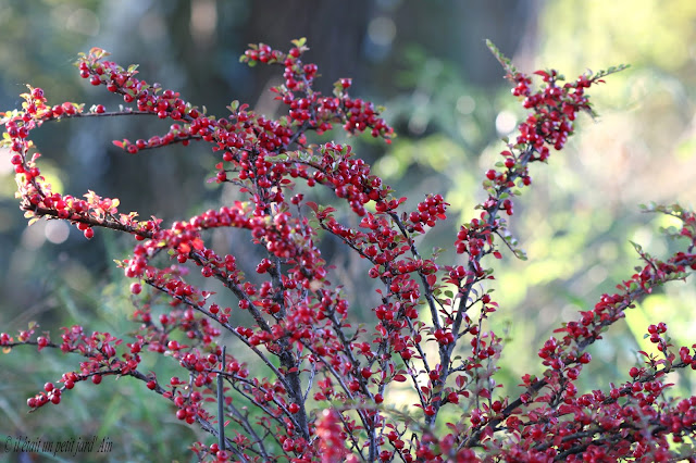 cotoneastere horizontalis baies rouges automne hiver 2016