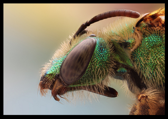 هل شاهدت النحل الاخضر من قبل صور غاية في الروعة ومعلومات