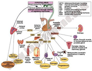 metabolisme_struma_tsh_t3_t4