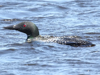 common loon feet. common loon nest. about the