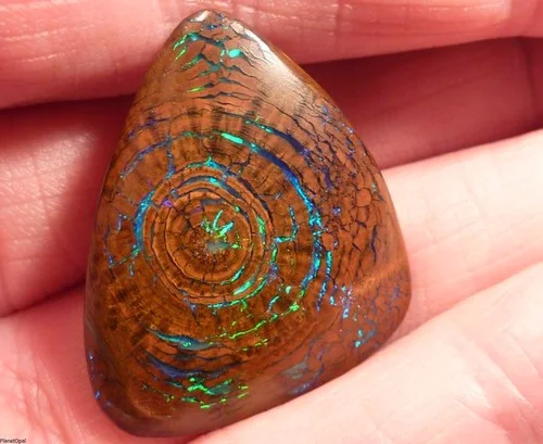 Rare Opalized Wood Boulder Opal