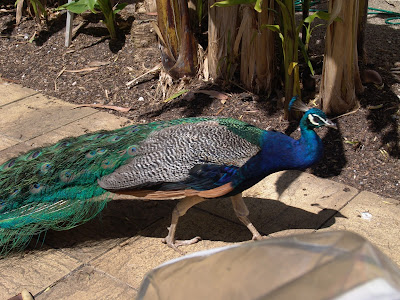roaming peacock allfreshwallpaper