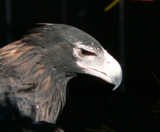 Burung Elang ini banyak diburu insan untuk burung peliharaan Boyolali - vanilabluebewy -  Cara Orang Kaya  Budidaya Burung Elang