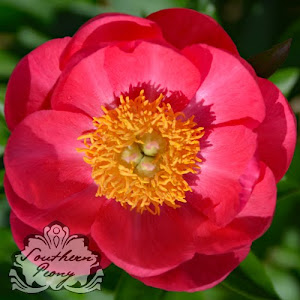 Peony 'Grace Root'