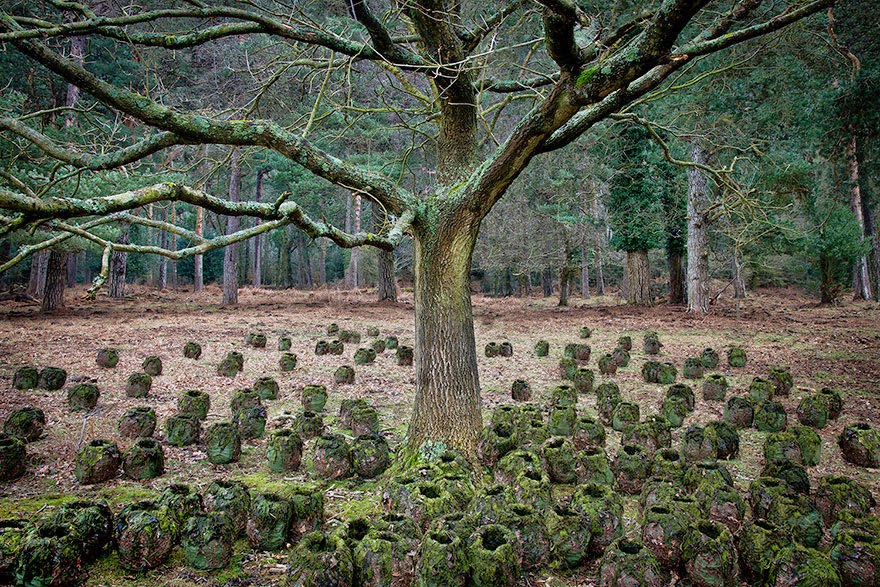 Artist Has Spent 7 Years Turning UK Forests Into Works Of Art