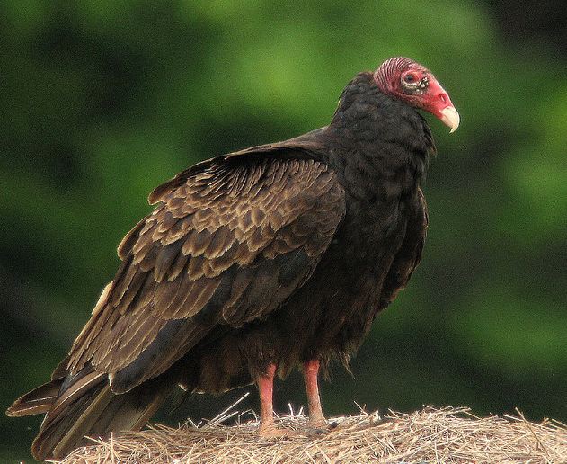 Histoires De Faucons à Luniversité Les Oiseaux De Proie à