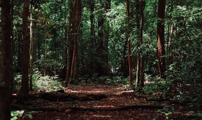 Lestarikan Hutan Untuk Anak Cucu Kita Nantinya