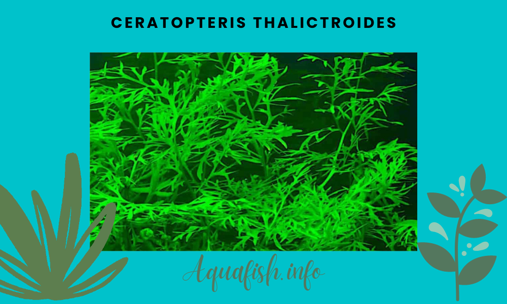 Ceratopteris thalictroides