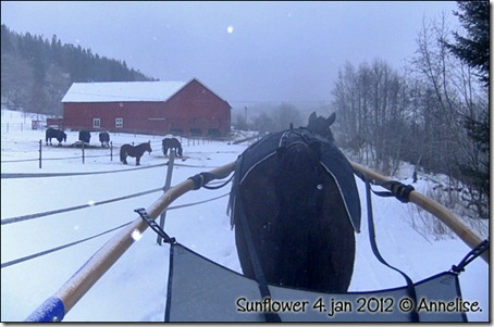 2012-sunflower4jan_01