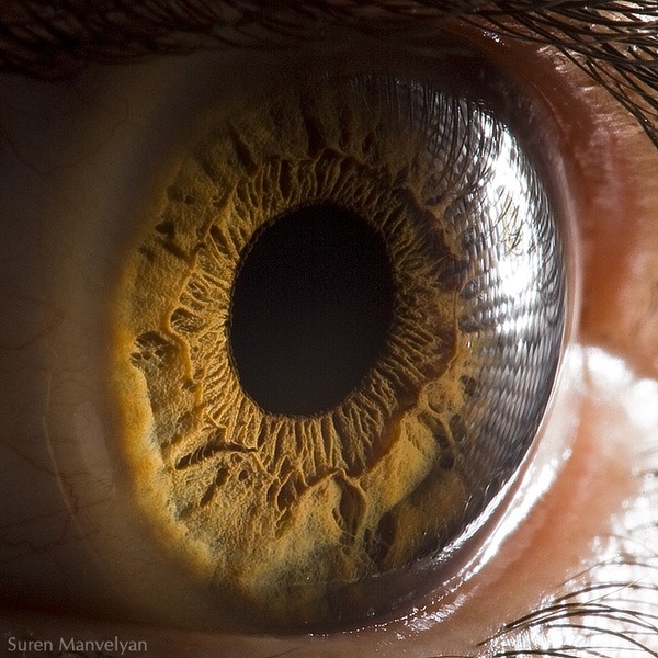 macro-eyes (4)