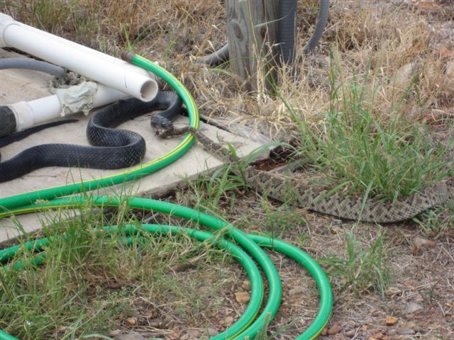 snake eats snake, snake vs snake, blue indigo snake eating other snake, snake pictures, blue indigo snake pictures, diamondback rattlesnake, blue indigo snake eating rattlesnake