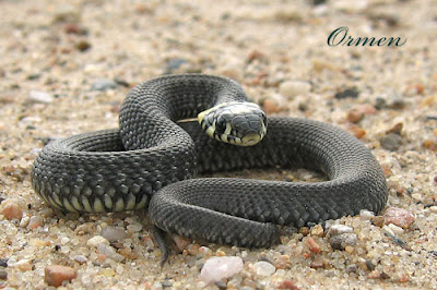 Black Mamba Snake