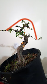 pruning
