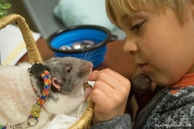 Therapy Rat Vincent at berry college