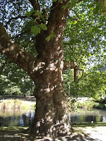 Platanus tree - Christchurch Botanic Gardens, New Zealand