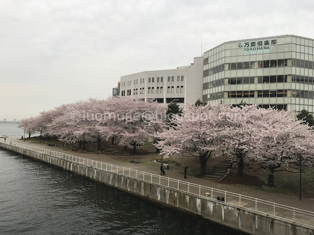 Japan cherry blossoms