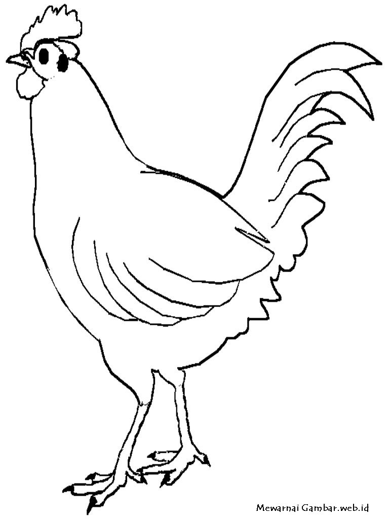 Mewarnai Gambar Ayam | Mewarnai Gambar