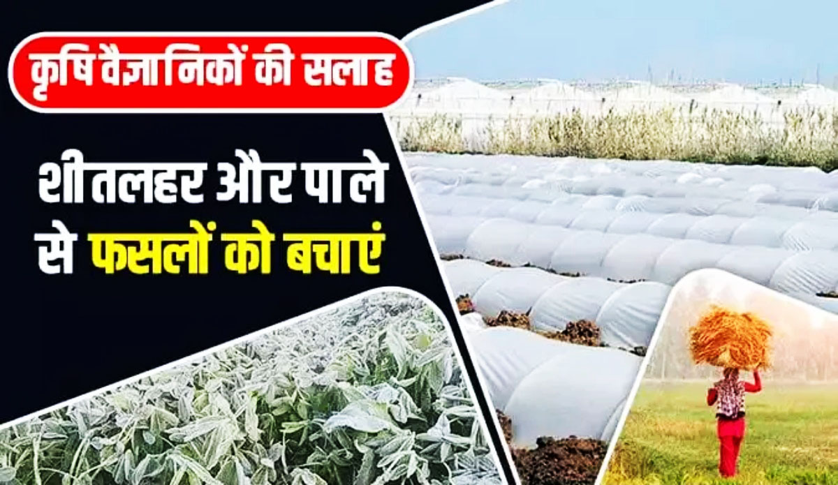 ratlam news- कृषि विभाग ने किसानों को पाले से बचाव की सलाह दी Agriculture department advised farmers to protect themselves from frost