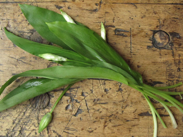 wild garlic