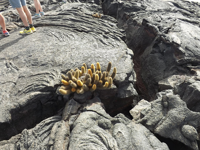 Isla Fernandina, Islas Galápagos